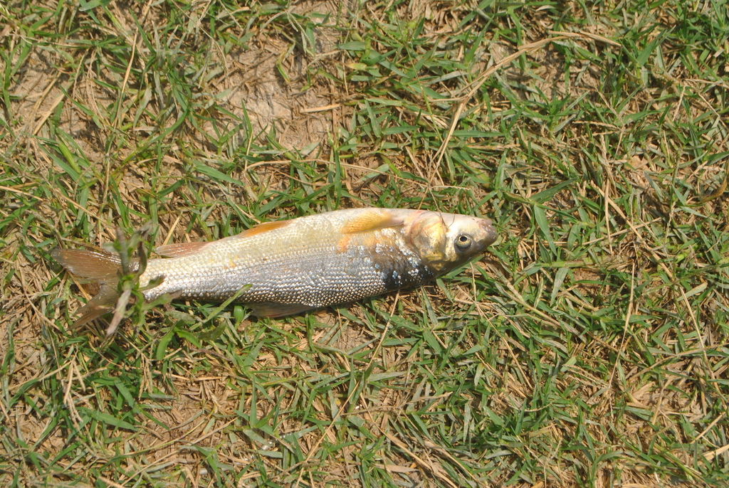 Mesopotamian barb (Capoeta damascina) — Cyprinidae
