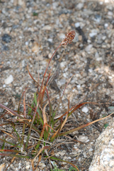 Luzula spicata