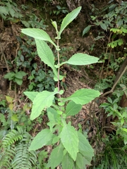 Crepidiastrum denticulatum