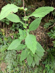 Crepidiastrum denticulatum