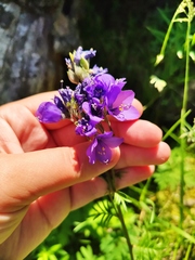 Polemonium caeruleum