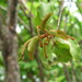 Mulberry Mistletoe - Photo (c) wan_hong, some rights reserved (CC BY-NC-SA)