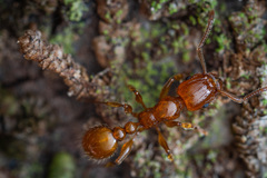 Tetramorium tenuicrine