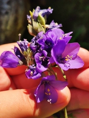 Polemonium caeruleum