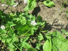 Geranium sibiricum