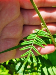 Polemonium caeruleum