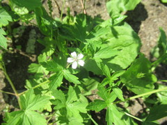 Geranium sibiricum
