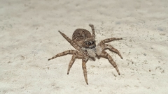 Menemerus semilimbatus