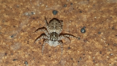 Menemerus semilimbatus