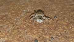 Menemerus semilimbatus