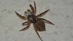 Menemerus semilimbatus