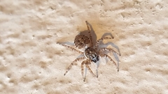 Menemerus semilimbatus