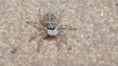 Menemerus semilimbatus