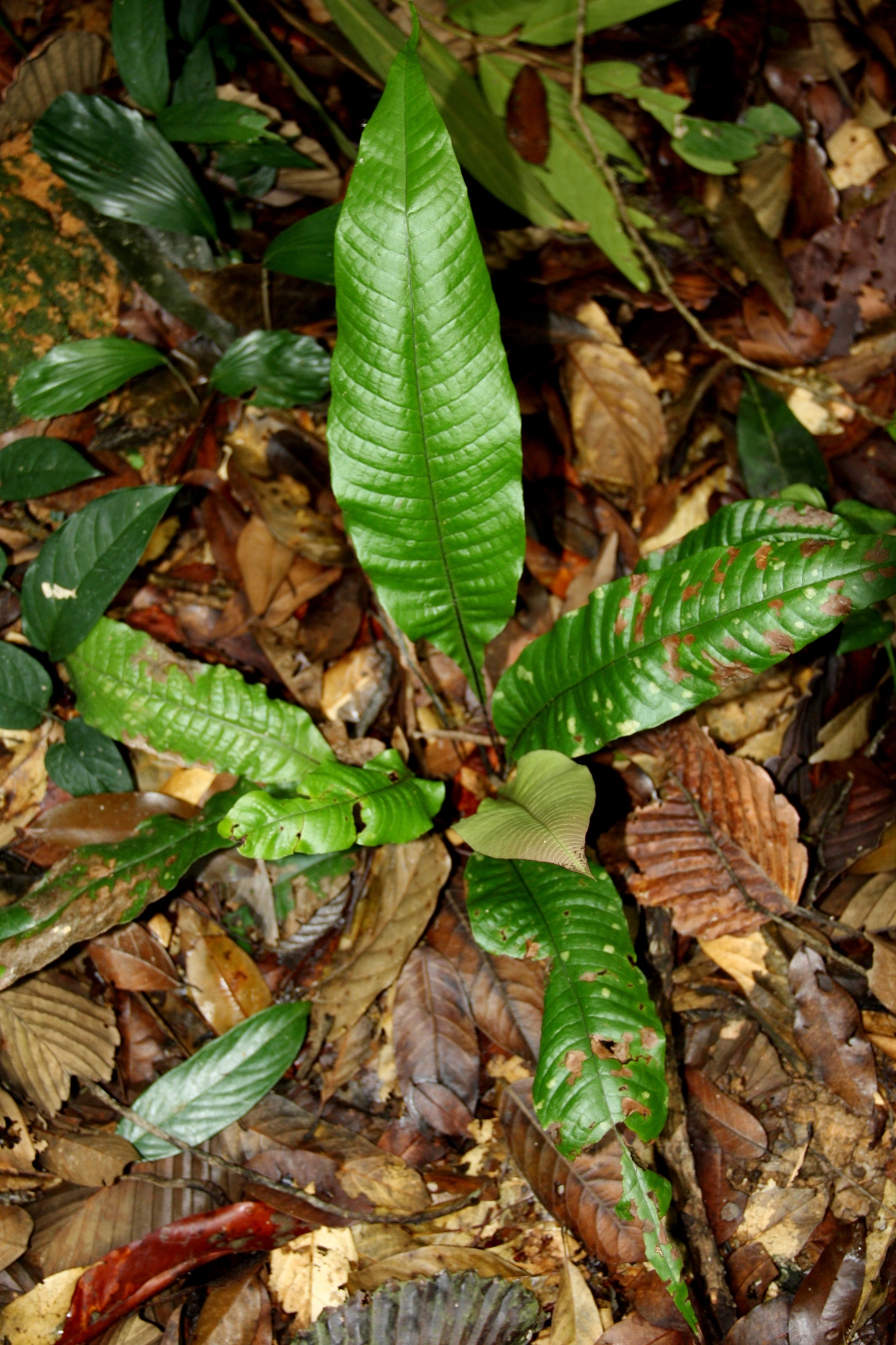 Syngramma