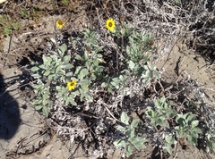 Helianthus niveus