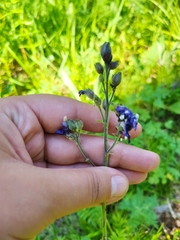 Polemonium caeruleum
