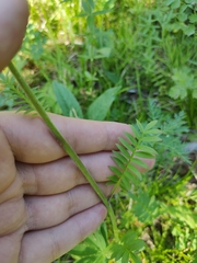 Polemonium caeruleum