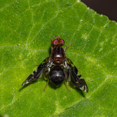 Parastenopa limata