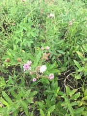 Palafoxia lindenii