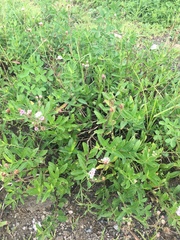 Palafoxia lindenii