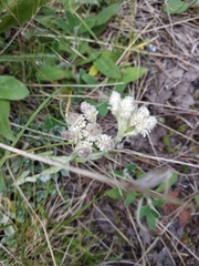 Antennaria caucasica