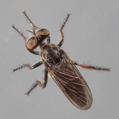 Hadrokolos texanus