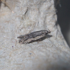 Hypatima venefica