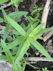 Lysimachia thyrsiflora