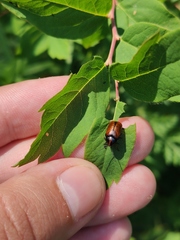 Cryptocephalus krutovskyi