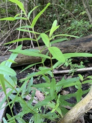 Lysimachia thyrsiflora