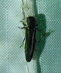 Agrilus bilineatus