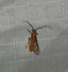 Rogadinae