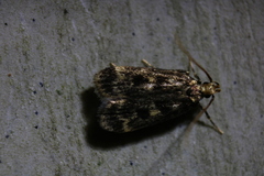 Martyringa latipennis