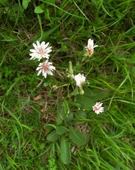 Crepis froelichiana dinarica