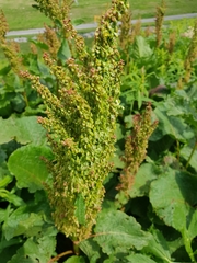 Rumex alpinus