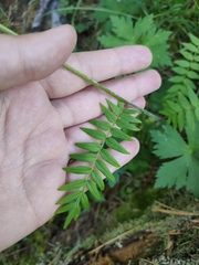 Polemonium caeruleum