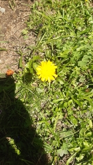 Crepis aurea