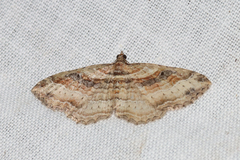 Costaconvexa