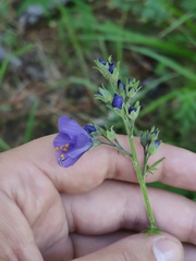 Polemonium caeruleum