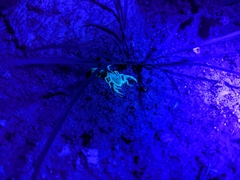 Paravaejovis spinigerus