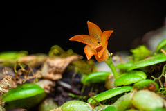 Porpax karikouyensis