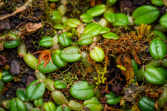 Porpax karikouyensis