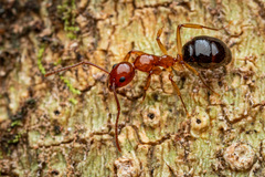Dolichoderus tricolor