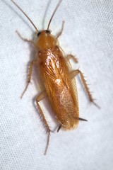 Parcoblatta fulvescens