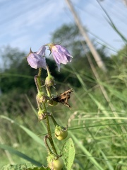 Solanum carolinense