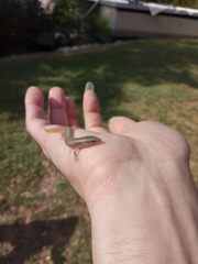 Chalcides ocellatus