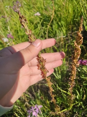 Pedicularis elata