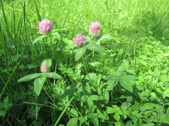 Trifolium pratense