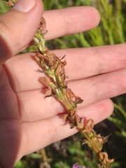 Pedicularis elata