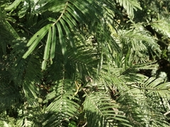 Dasineura rubiformis